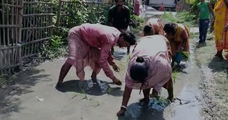 স্বাধীনতার ৭৫ বছরেও রাস্তা হয়নি পাকা, জমা জলে ধান বুনে প্রতিবাদ এলাকাবাসীর