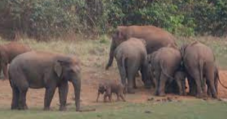 ঝাড়গ্রামে হাতির হানায় মৃত্যু প্রৌঢ়ের