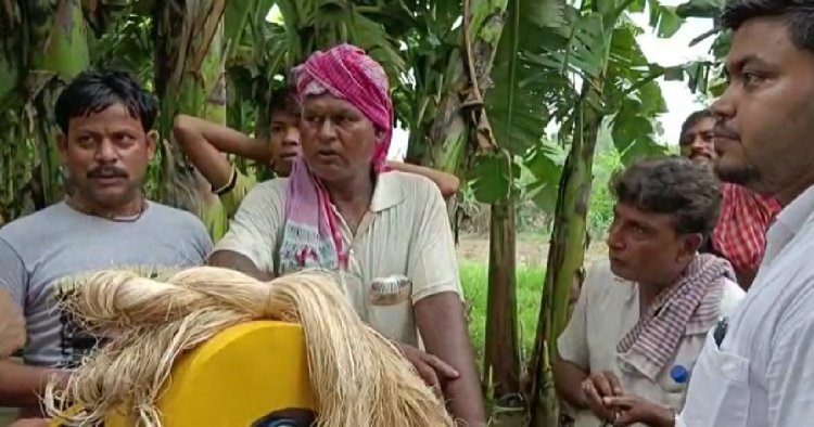কলা গাছের বাকল থেকে তন্তু নিষ্কাশনের অভিনব উদ্যোগে, উপার্জনের নতুন পথ দেখছেন কৃষকরা