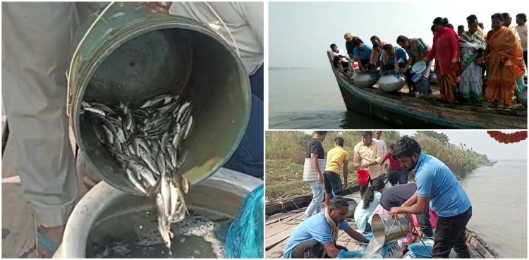 গঙ্গায় মাছের জোগান ঠিক রাখতে অভিনব উদ্যোগ