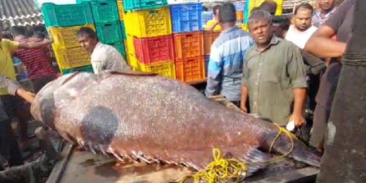 জালে টান পড়তেই চোখ কপালে মৎস্যজীবীদের,  দিঘার মোহনায় দৈত্যাকৃতি মাছ