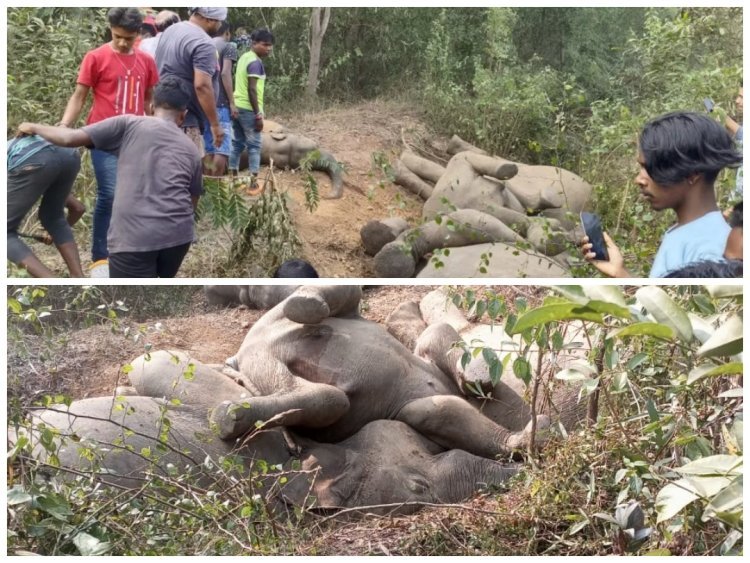 हाईटेंशन तार के संपर्क में आया हाथियों का झुंड, 5 की मौत