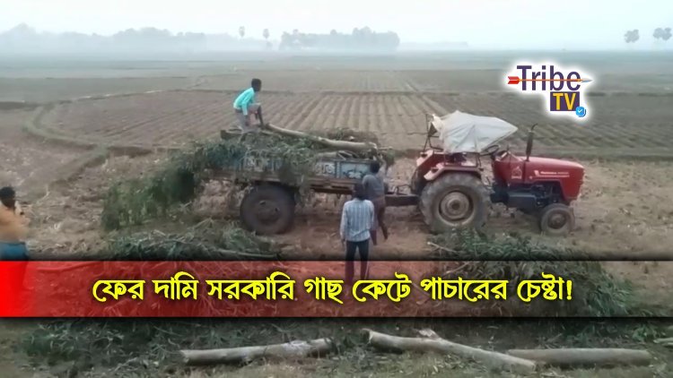 ফের বহু মূল্যের সরকারি গাছ কেটে পাচারের চেষ্টা!