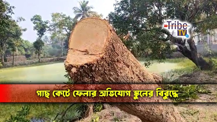 মূল্যবান গাছ কেটে বিক্রি করার অভিযোগ স্কুলের বিরুদ্ধে