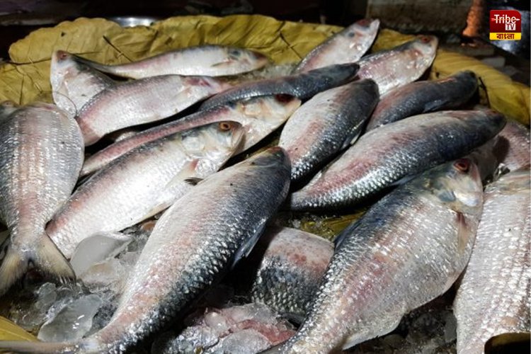 Hilsa Fish: বৃষ্টির ঘাটতিতে  দেখা নেই রুপোলি শস্যের, সমুদ্রে গিয়ে হতাশ মৎস্যজীবীরা